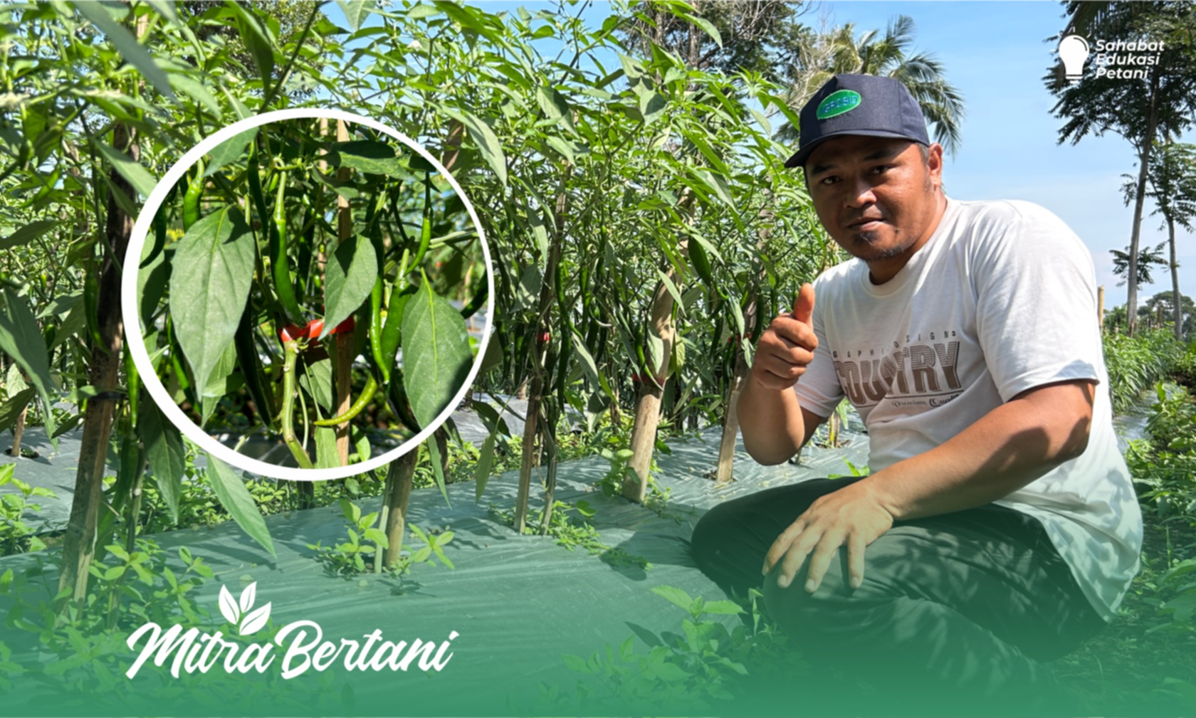 Budidaya Cabai Merah Besar : Menumbuhkan Keseragaman Tanaman yang Menggugah Mata