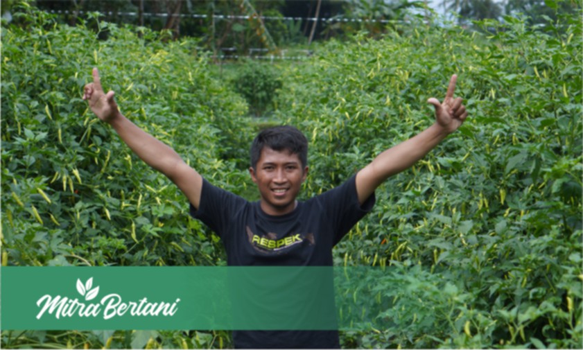 Kiat Memaksimalkan Pertumbuhan Tanaman Cabai yang Mengalami Etiolasi