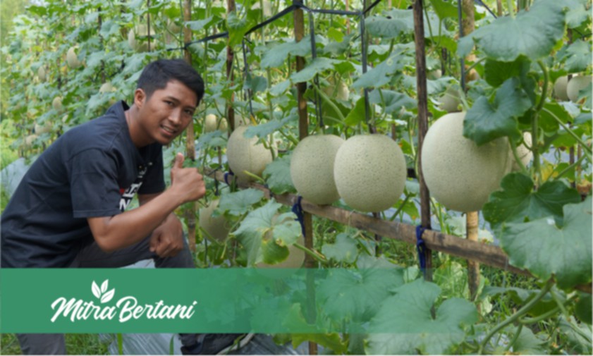 Hadir dan Menggemparkan !! Varietas Unggul Tanaman Melon Tahun ini.