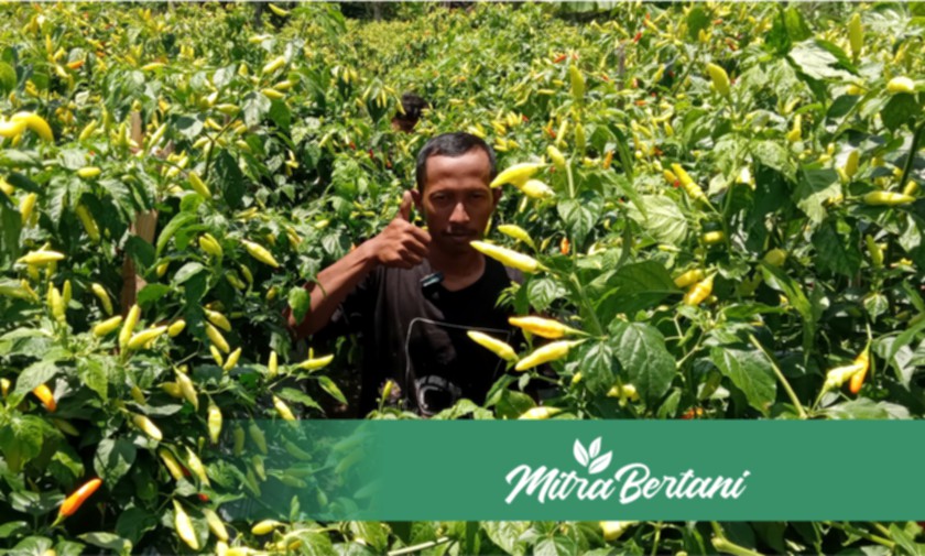 Meningkatkan Produktivitas Tanaman Tidak Harus Mahal! Perawatan Murah Tanaman Cabai.