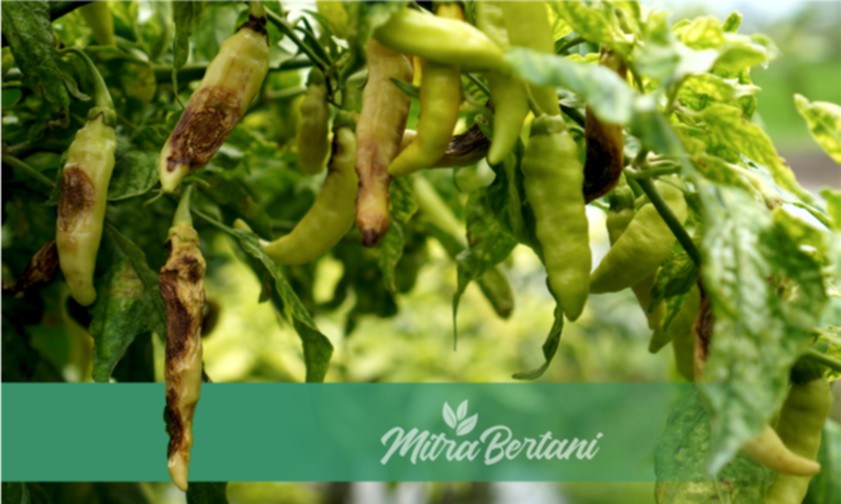 Kiat Ampuh Mengatasi Antraknosa (Pathek) pada Tanaman Cabai