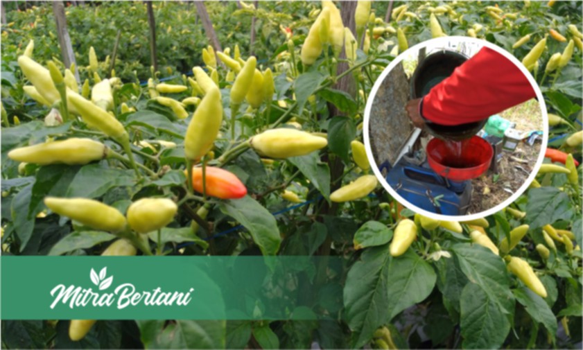 Racikan Super Mantap Untuk Tanaman Cabai di Lahan Super Lembap, Terbukti Sangat Ampuh
