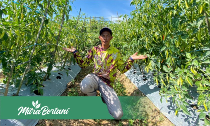 Tepat dan Akurat : Pengendalian Bercak Daun, Busuk Batang, dan Layu Tanaman Cabai