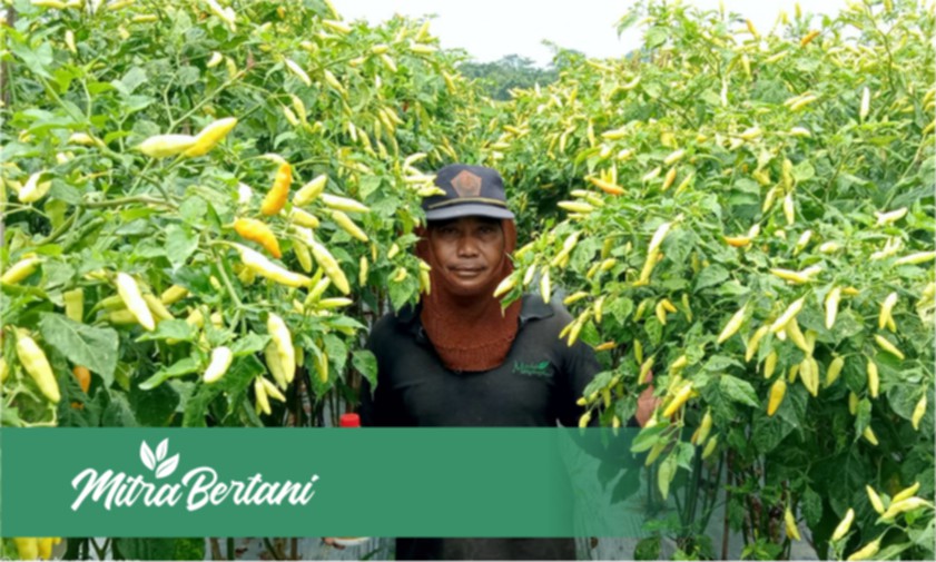 Nikmati Masa Pensiun Tentara dengan Bertani, 41 x Petik Tetap Lebat