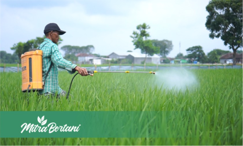 Kunci Sukses Tanam Padi, Minim Pupuk Hasil Tetap Istimewa