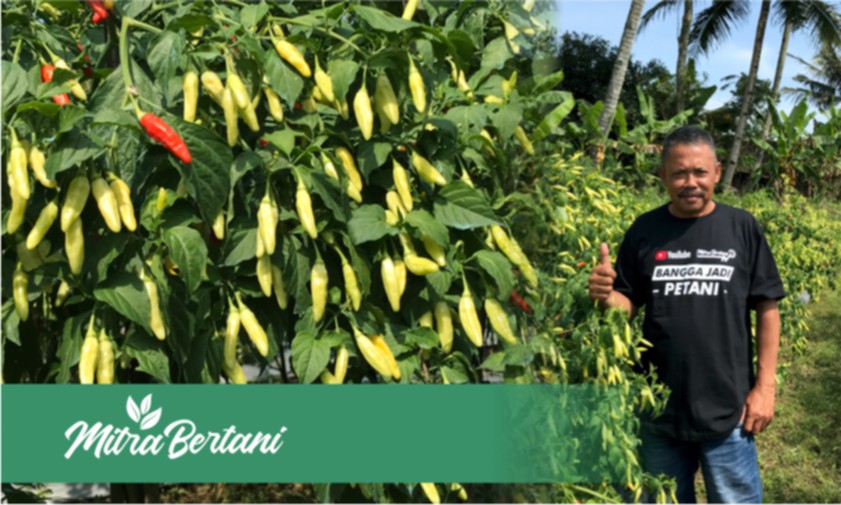 Pembuktian Ilmu dari Master Cabai oleh Sang Murid