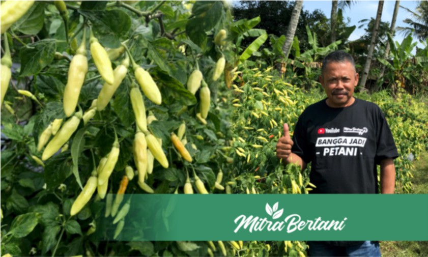 Untung Besar! Raih Omset Puluhan Juta dari Hasil Panen Cabai Sampai Petikan 48 Kali.