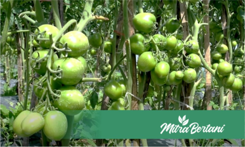 Tomat Berbuah Lebat, Hasil Panen Meningkat
