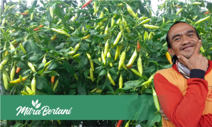 Bukan Obat dan Pupuk, Melebatkan Buah Tanaman Cabai Menggunakan Filsafat