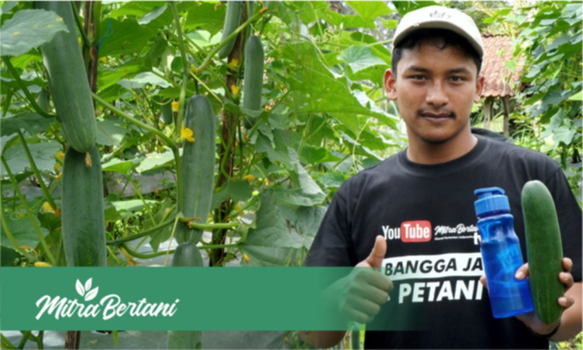 Meningkatkan Kualitas Buah dan Harga Timun dengan Teknik Perempelan dan Toping