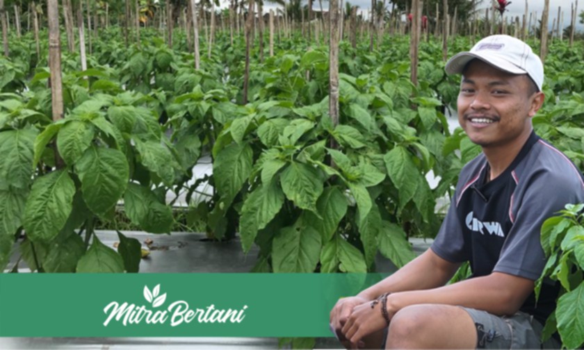 Kiat Sukses Perawatan Cabai Fase Vegetatif Versi Petani Pemula Lulusan Perikanan