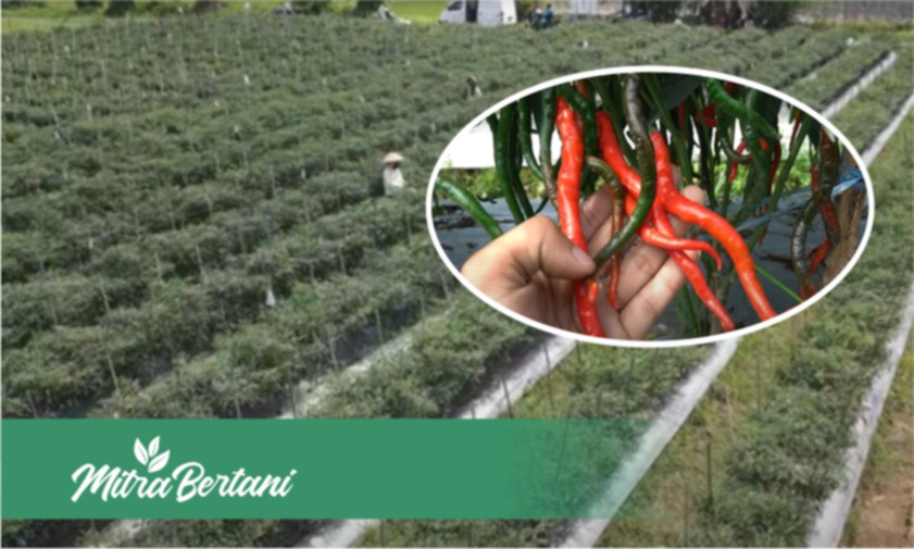 Pembuktian Hasil Inovasi Tanaman Cabai Keriting dari Sang Guru