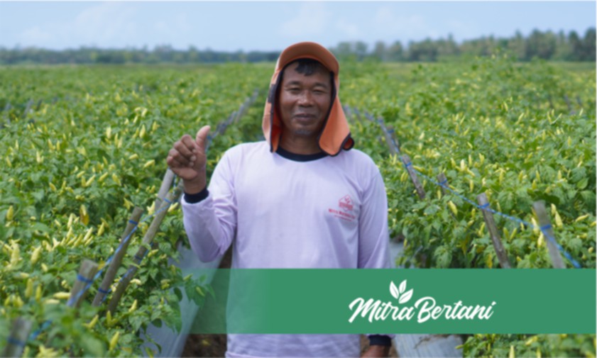 Kiat Sukses Perawatan Tanaman Cabai Lahan Bekas di Dataran Rendah 