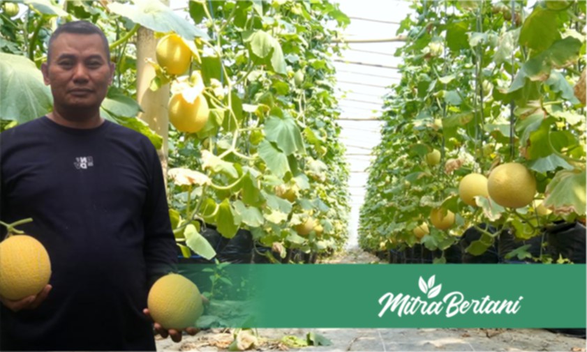 Mengubah Lahan Terbuka Menjadi Greenhouse, Menghasilkan Omset Puluhan Juta