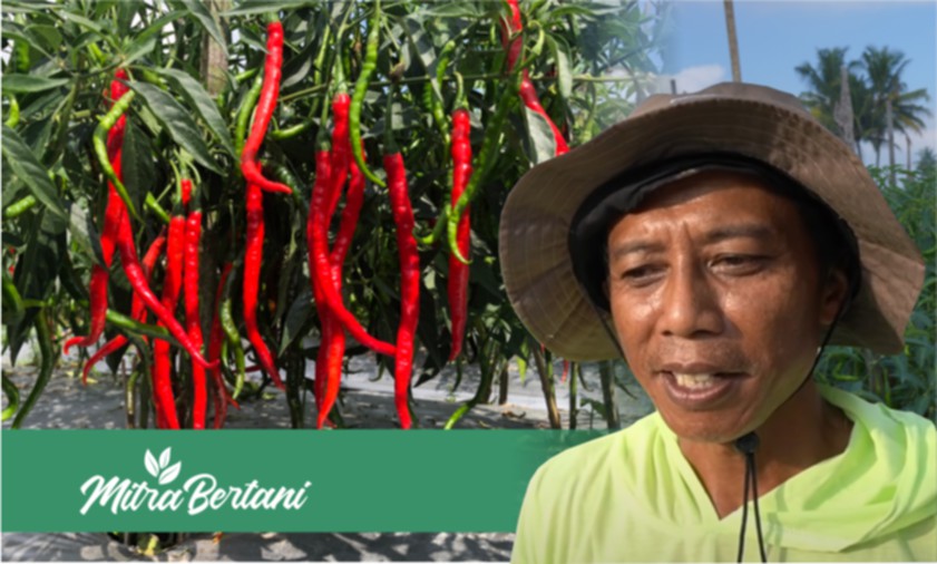 Penciptaan Inovasi Baru Tanaman Cabai Keriting oleh Sang Guru