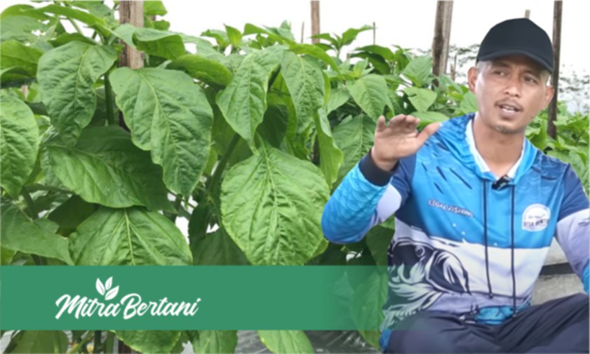 Resep Ajaib! Peningkat Kesehatan Tanah dan Pengusir Layu Tanaman Cabai