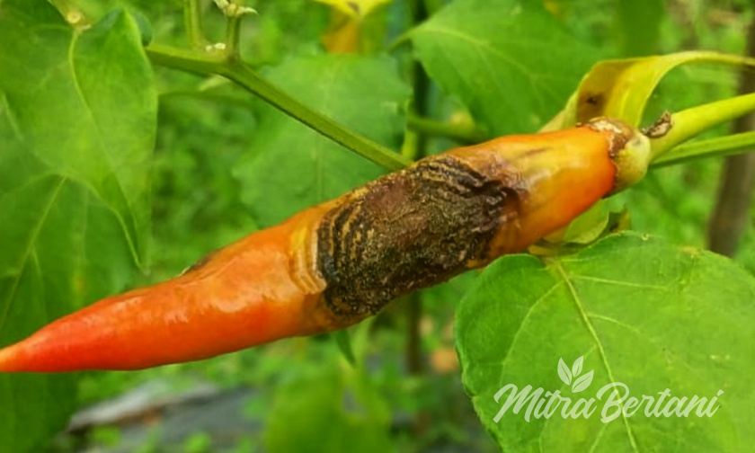 Cara Efektif Mencegah dan Mengatasi Antraknosa pada Cabai