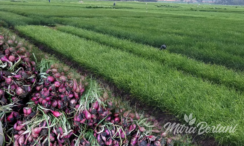 Meningkatkan Bobot dan Kualitas Hasil Panen Bawang Merah 