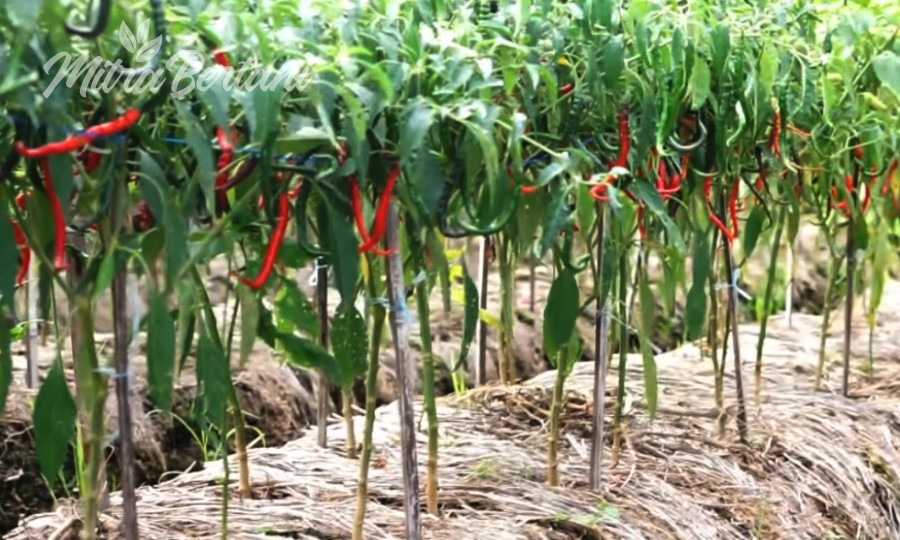 Dibalik Sukses  Budidaya Cabai Tanpa Mulsa Maupun Pupuk Dasar