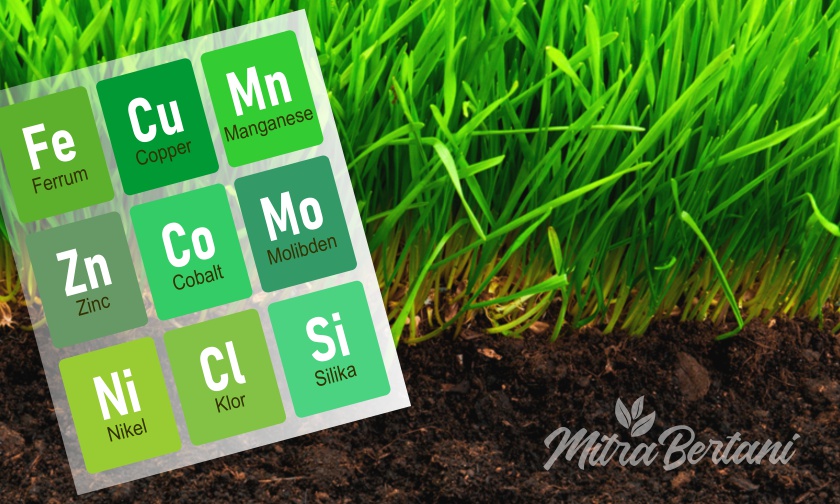 Mengenali Unsur-unsur Hara MIKRO yang Penting Bagi Tanaman