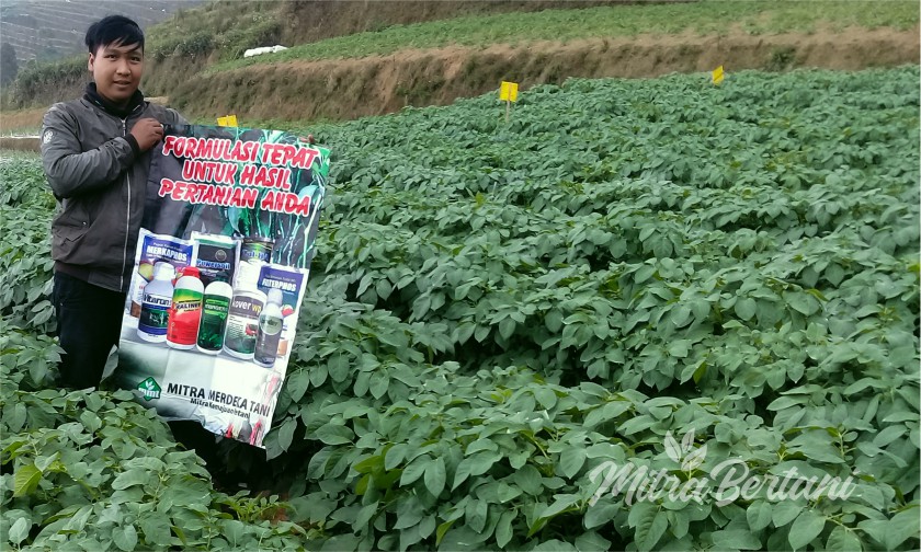 Cerita Pekebun Amankan Kentang dari Ancaman Cuaca Ekstrim