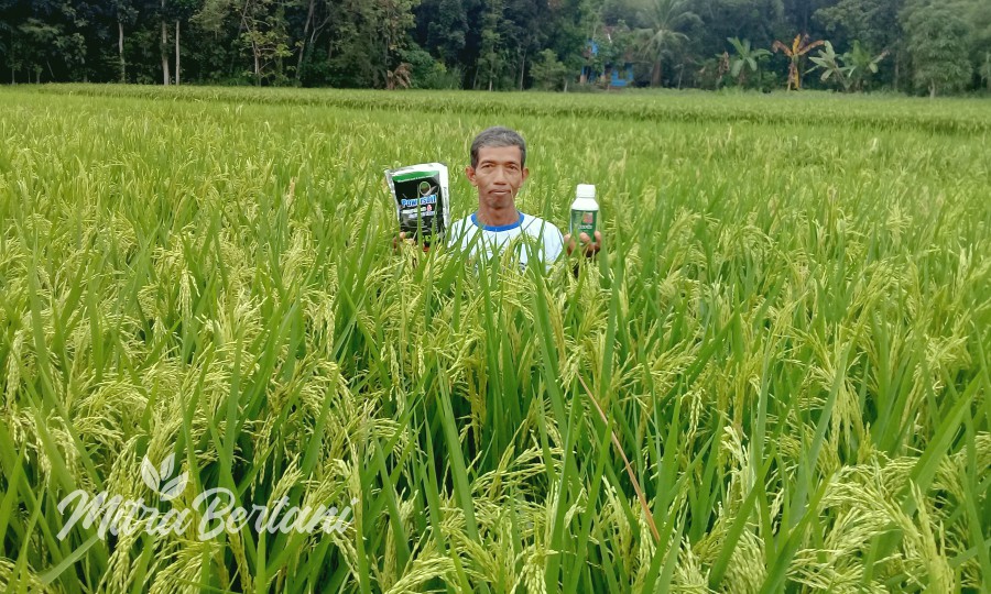 Agar Hasil Panen Padi Maksimal dengan Kualitas Gabah Prima