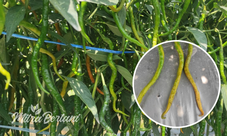 Mengatasi Permasalahan pada Buah Cabai Merah dari Benih Lokal