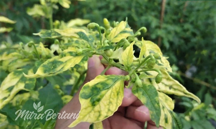 Terkena Virus Kuning Panen Rawit Tetap Melimpah 