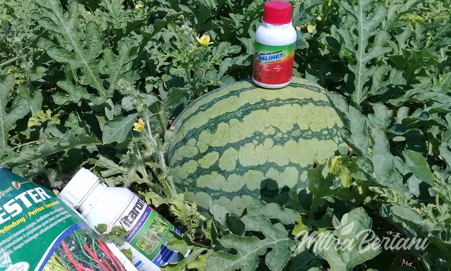 Kiat Menanam Semangka ala Pak Joko di Lahan Pantai Berpasir
