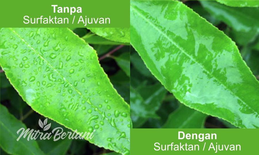 Manfaat Adjuvan dalam Aplikasi Pestisida / Pupuk Daun