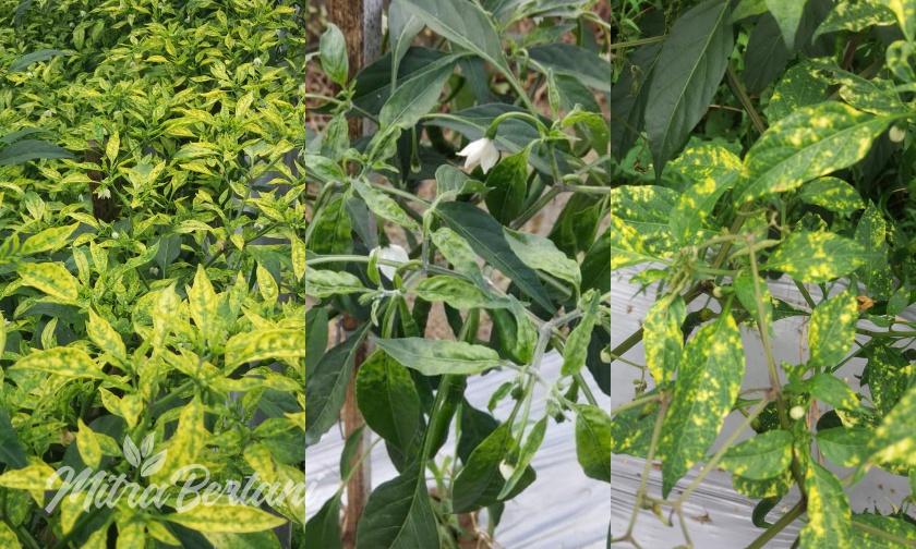 Minimalkan Dampak Serangan Virus pada Tanaman Cabai