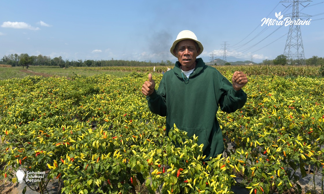Cara Mencegah Serangan Virus Kuning pada Cabai Rawit Belum Tahan Virus di Dataran Rendah